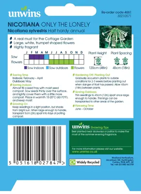 Nicotiana Sylvestris Only The Lonely - image 2
