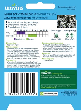 Night Phlox Midnight Candy - image 2