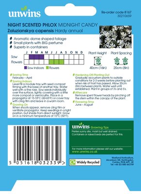 Night Phlox Midnight Candy - image 2