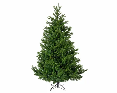 Nordmann Fir 10ft / 300cm
