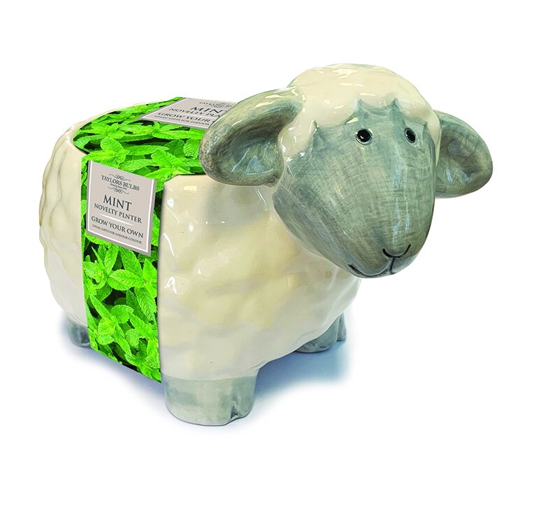 Novelty Sheep Planter Jones Garden Centre
