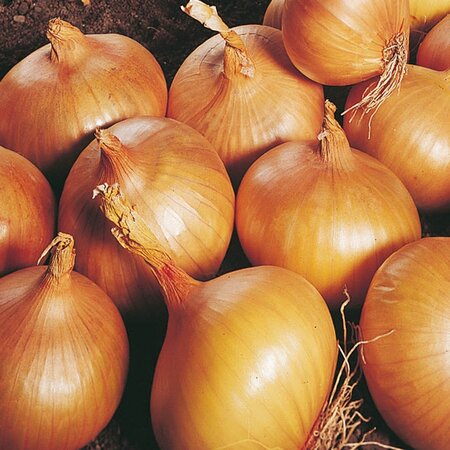 Onion Autumn Champion 14-21