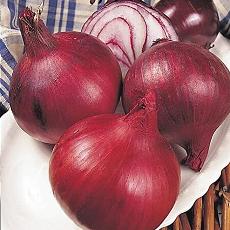 Onion Electric 14-21