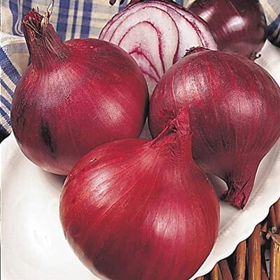 Onion Electric 14-21