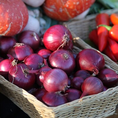 Onion Red Baron 14-21