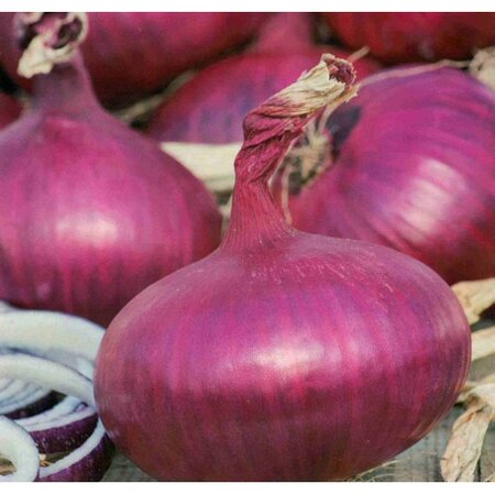 Onion Red Winter 14-21