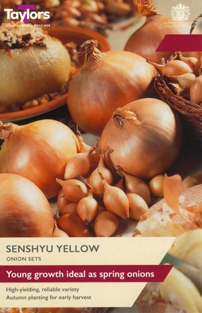 Onion Senshyu Yellow 14-21