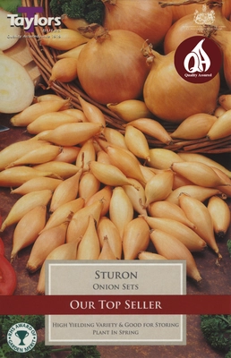Onion Sturon 14-21