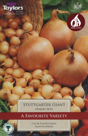 Onion Stuttgarter Giant 14-21 - image 2