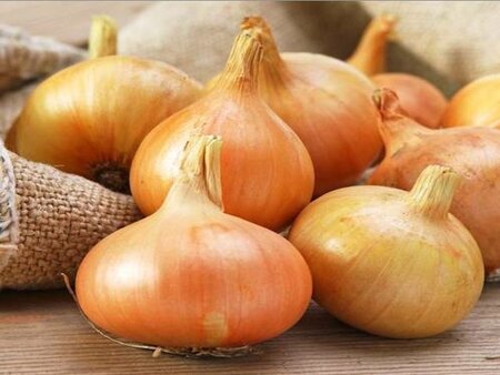 Onion Stuttgarter Giant 14-21 - image 1