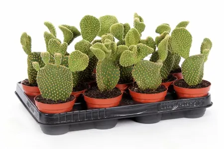 Opuntia microdasys  P10.5