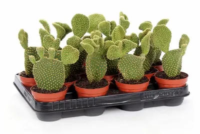Opuntia microdasys P10.5