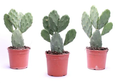 Opuntia vulgaris P17