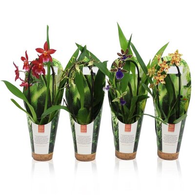 Orchid 'Inca' mix  P9, 1 stem cascade