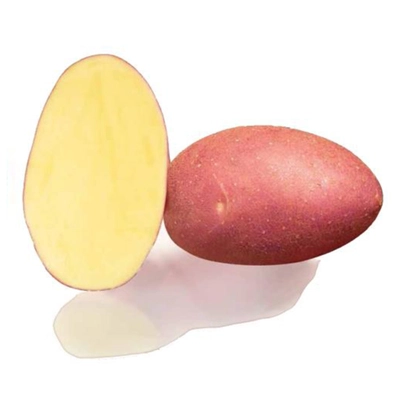 Organic Seed Potatoes 'DÉLILA' Red Skin - 2  Kgs Pack