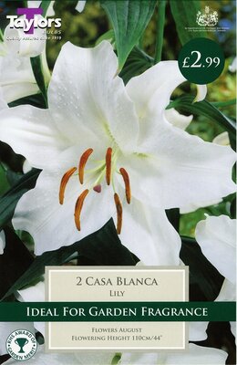 Oriental Lily Casa Blanca 16-18