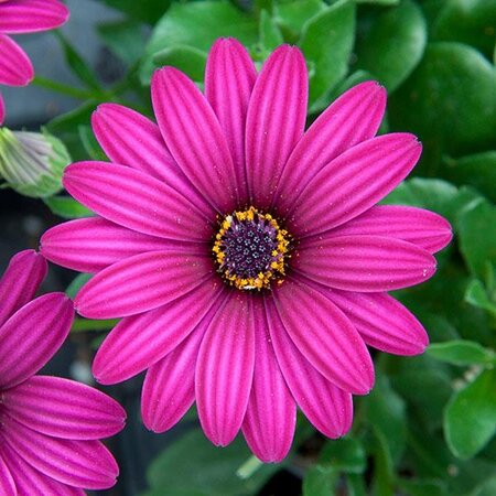 Osteospermum 'Flower Power Blue' 2L