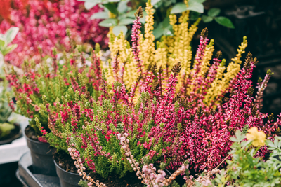 Outdoor plants