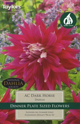P/P Dahlia Ac Dark Horse