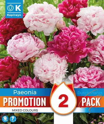 Paeonia Mixed