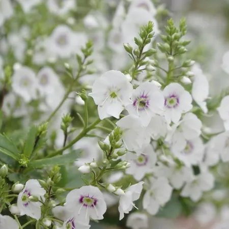 Parahebe Avalanche 2Litre