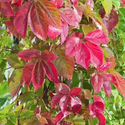 Parthenocissus quinquefolia 'Engelmannii'   S-pot®(2,25 L)