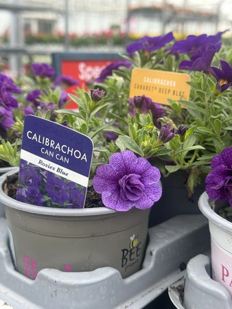 Patio Collection - image 3