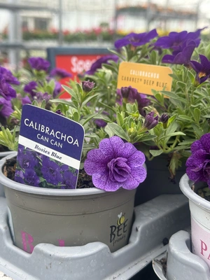 Patio Collection - image 3