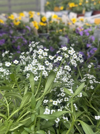 Patio Collection - image 6