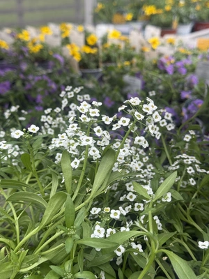 Patio Collection - image 6