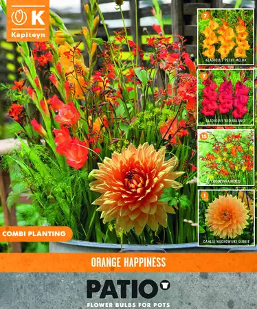 Patio Orange Happiness