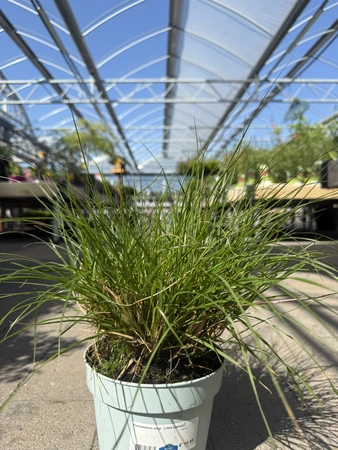 Pennisetum alop. 'Little Hameln'  2 Ltr pot - image 1