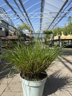 Pennisetum alop. 'Little Hameln'  2 Ltr pot - image 2