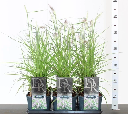 Pennisetum orientale 'Karley Rose'  2L, square pot