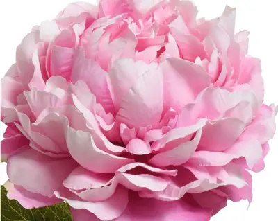 Peony Pon Stem Polyester H72.00cm pink - image 2