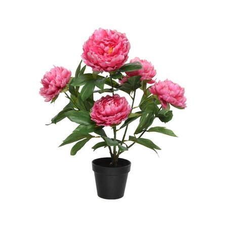 Peony Rose In Pot Polyester H57.00cm Fuchsia