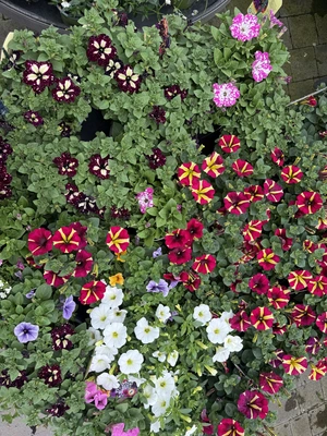 Petunia In Varieties 3Lt - image 1