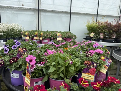 Petunia In Varieties 3Lt - image 2
