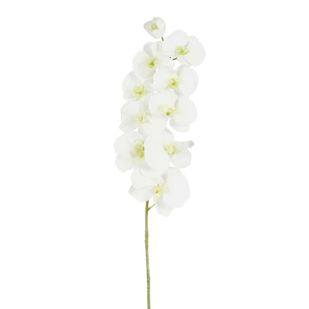 Phalaenopsis Cream - L91Cm 126461 Creamwhite01