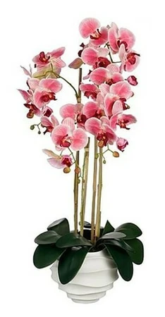 Phalaenopsis In Pot Pink - L40Xw34Xh82Cm