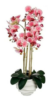 Phalaenopsis In Pot Pink - L40Xw34Xh82Cm