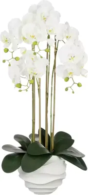 Phalaenopsis In Pot White - L40Xw34Xh82Cm