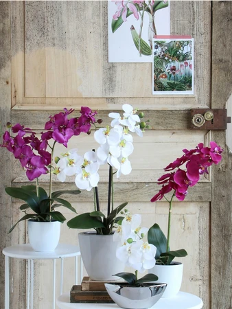 Phalaenopsis Purple In Pot Tusca White D12Cm - H60Xd16Cm - image 5