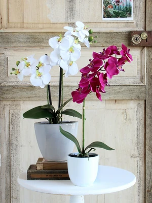 Phalaenopsis Purple In Pot Tusca White D12Cm - H60Xd16Cm - image 6