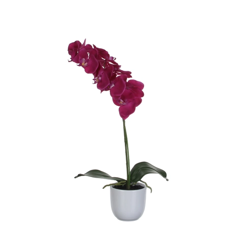 Phalaenopsis Purple In Pot Tusca White D12Cm - H60Xd16Cm - image 1
