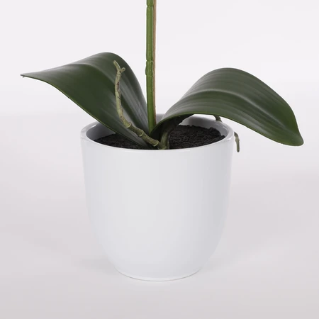 Phalaenopsis Purple In Pot Tusca White D12Cm - H60Xd16Cm - image 3