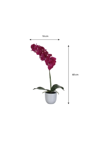Phalaenopsis Purple In Pot Tusca White D12Cm - H60Xd16Cm - image 4