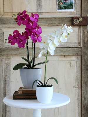 Phalaenopsis White In Pot Tusca White D12Cm - H60Xd16Cm - image 5