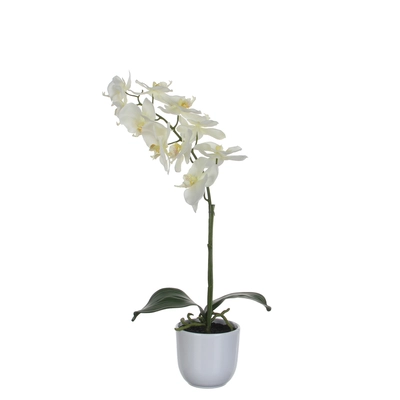 Phalaenopsis White In Pot Tusca White D12Cm - H60Xd16Cm - image 1