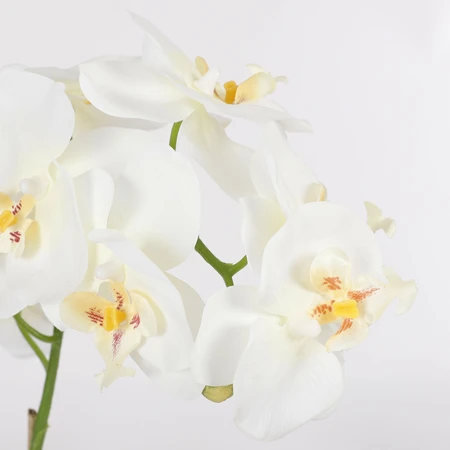 Phalaenopsis White In Pot Tusca White D12Cm - H60Xd16Cm - image 2